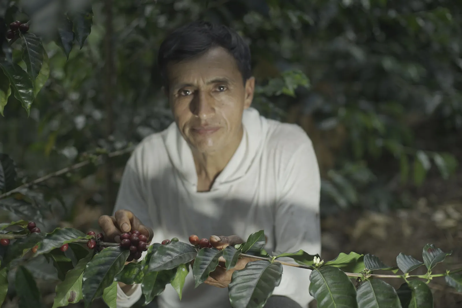 Agricultor de café en San Martín, Perú, con cerezas de café maduras en la rama